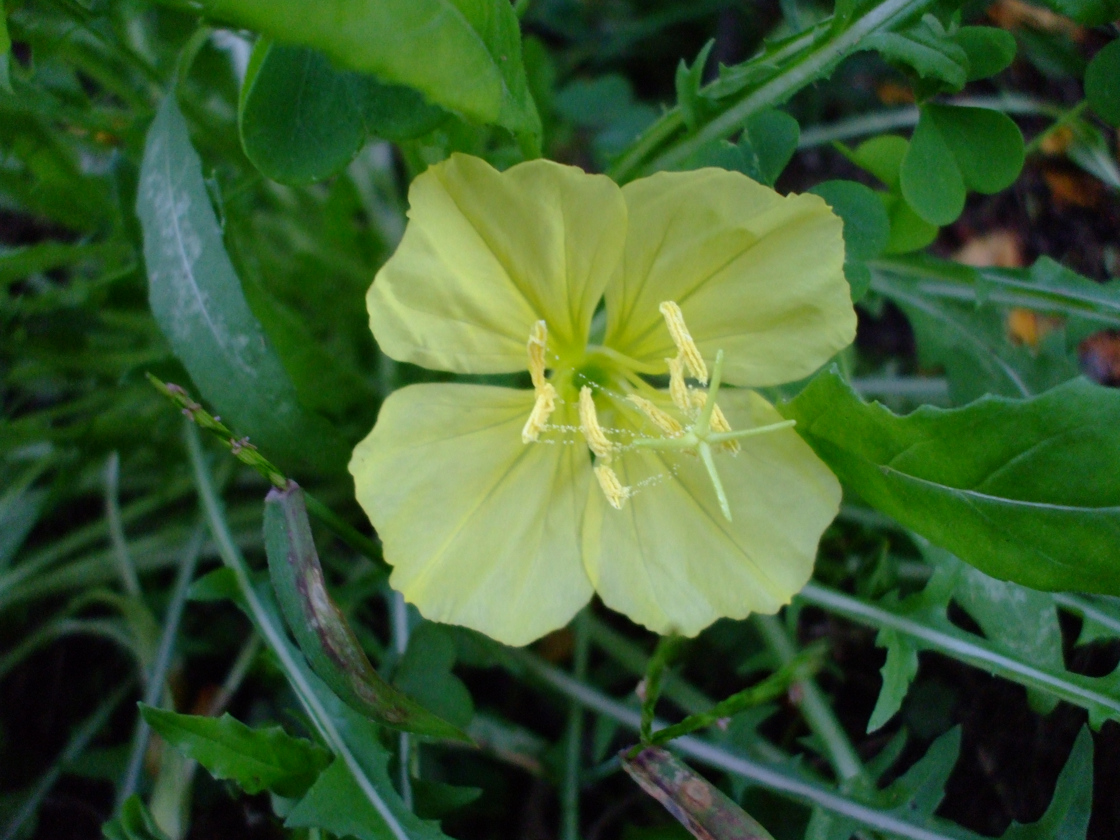 Oenothera triloba
